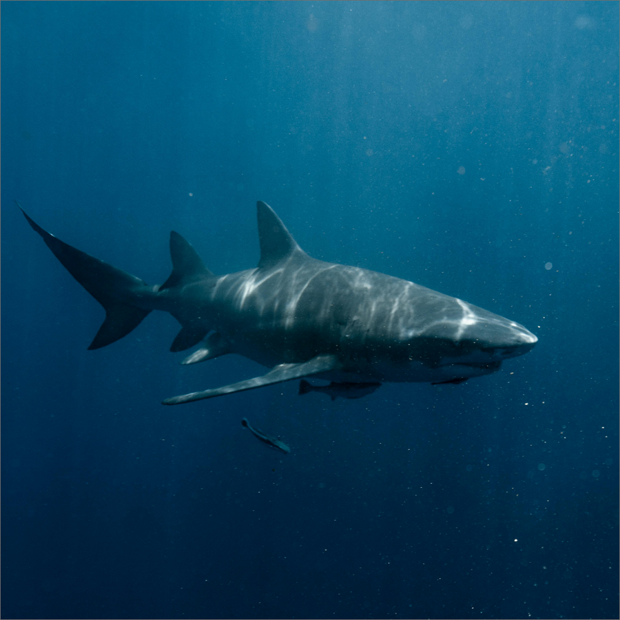marine / aquatic