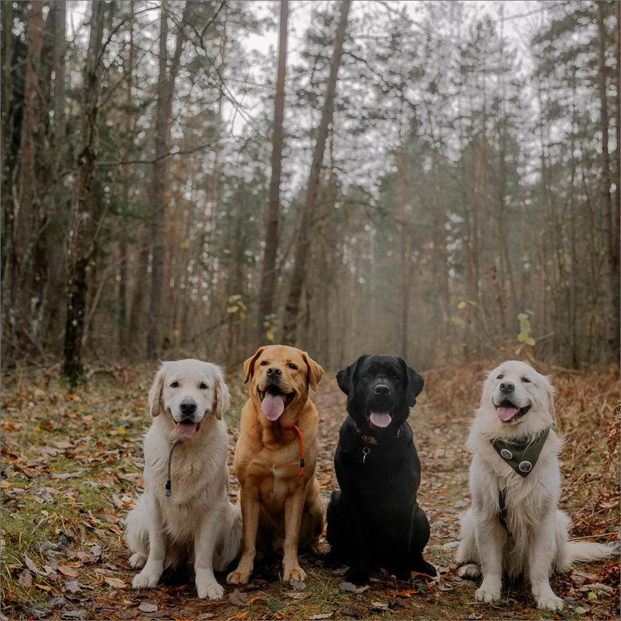dogs