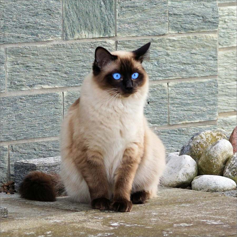 cats