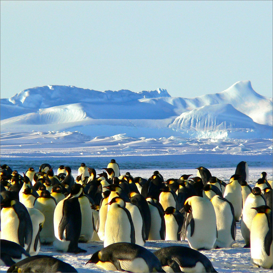 arctic