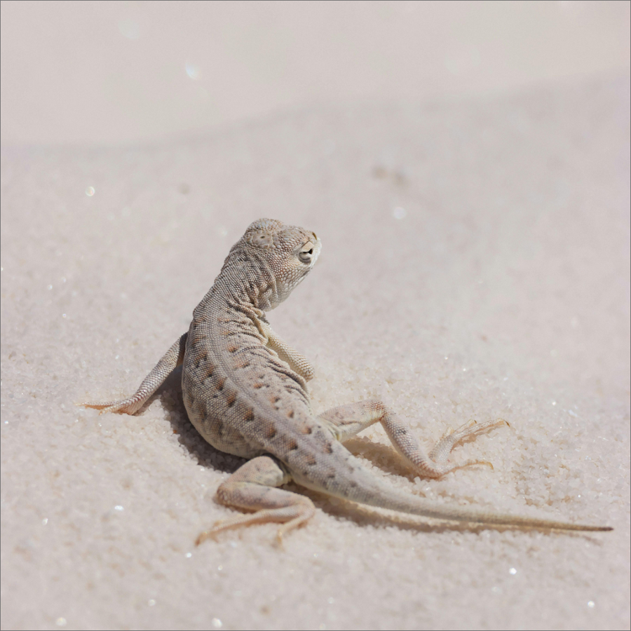 desert